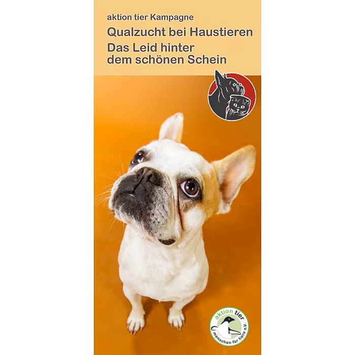 aktion tier Flyer "Qualzucht bei Haustieren"